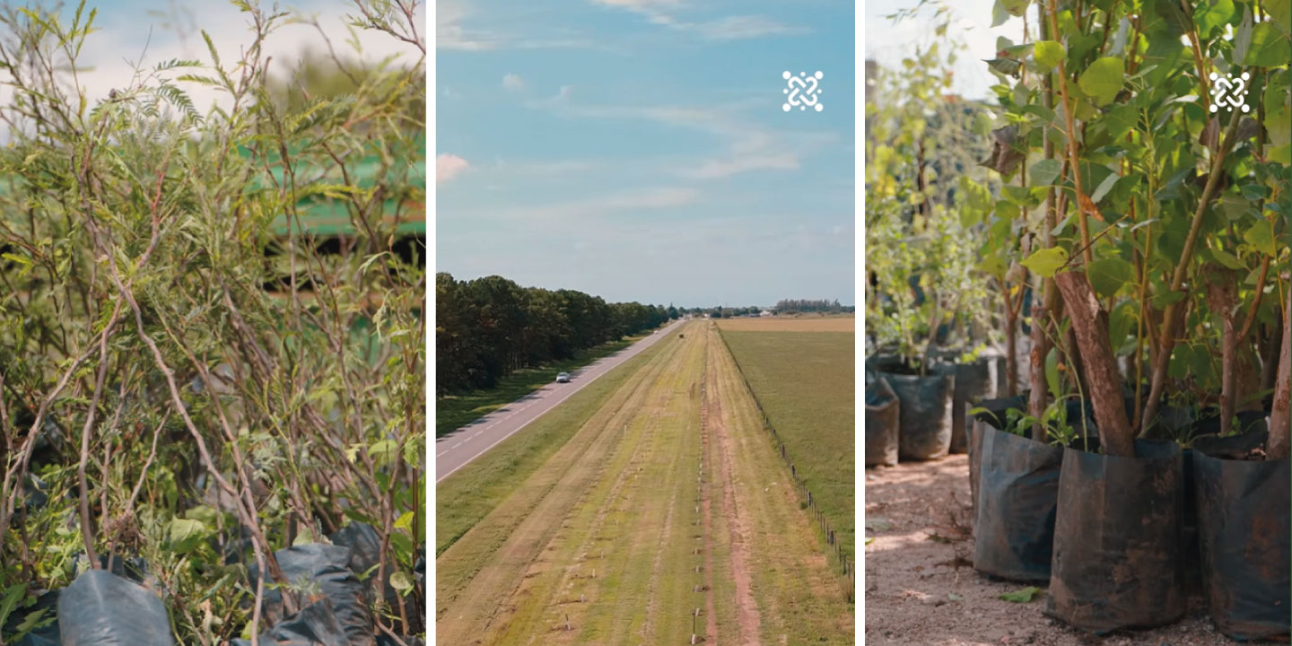 Plantación 3000 Árboles Nativos