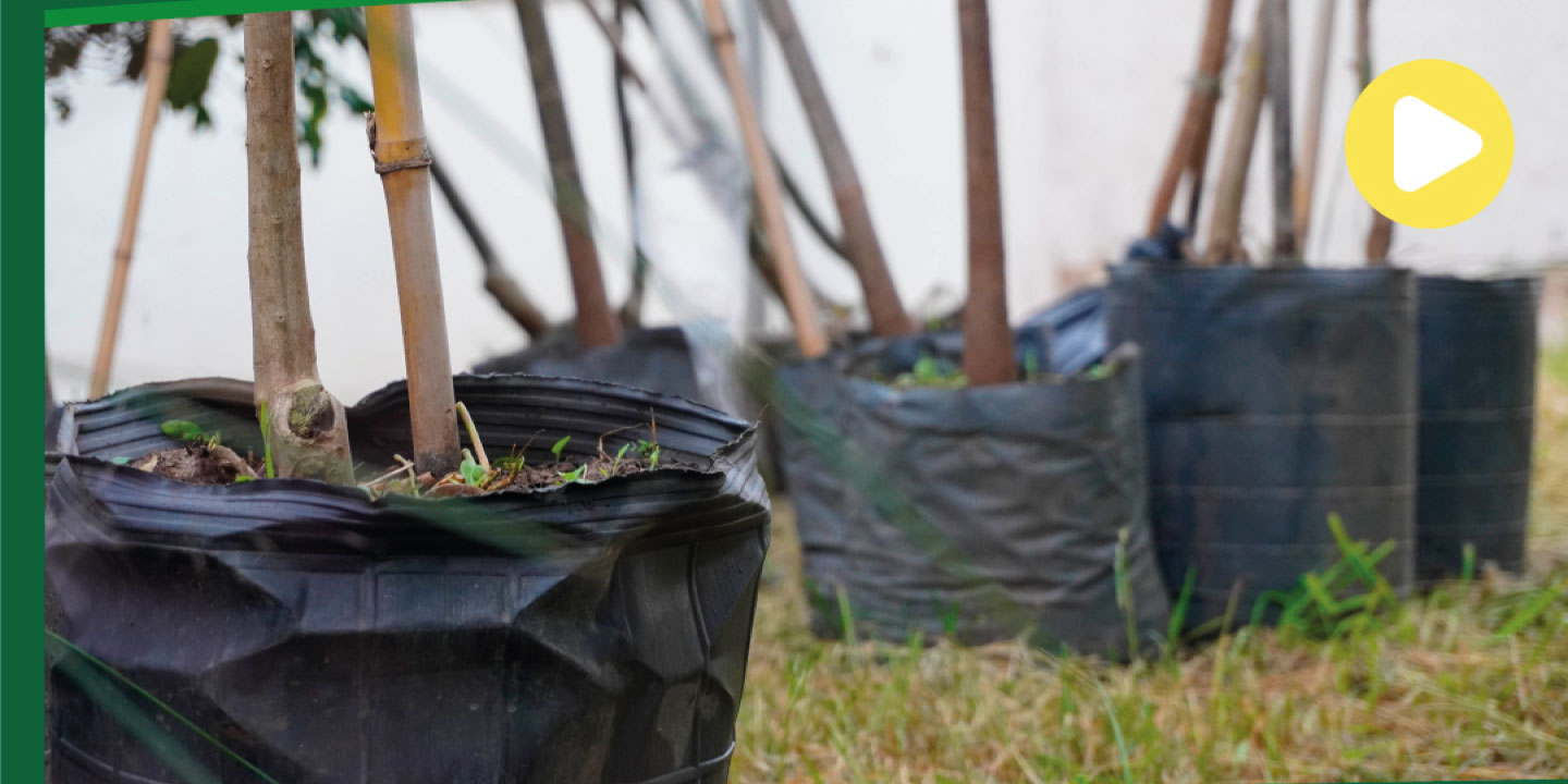 Campaña «Un arbol para mi vereda»